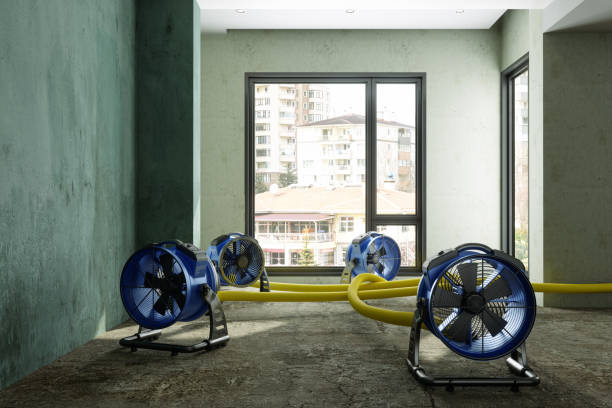 Best Water damage contractors near me  in Alamo, GA