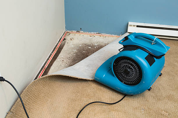 Best Professional water damage repair  in Alamo, GA